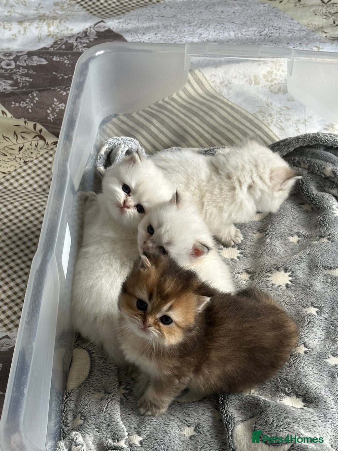 British Longhair cats for sale: Stunning British Longhair Kittens Ready to collect - Image 3
