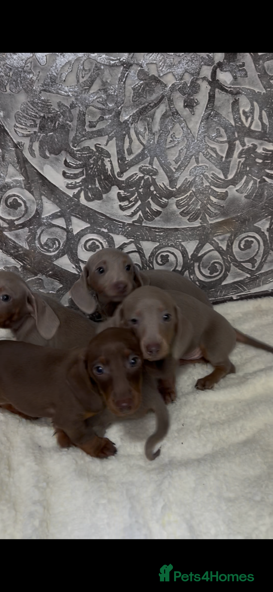 Miniature Dachshund dogs for sale: Ready now miniature dachshund pups - Advert 5