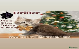 Maine Coon cats for sale: Ready for  22nd December - Advert 2