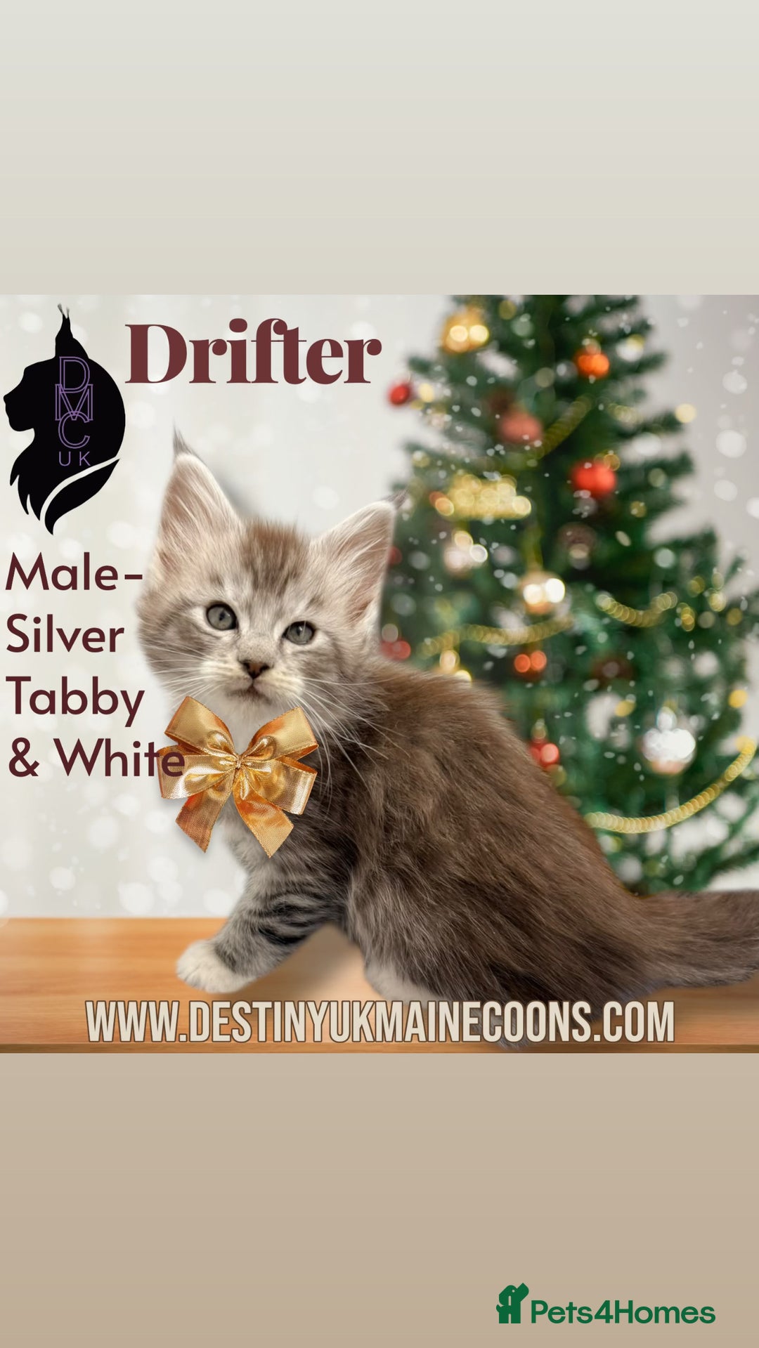 Maine Coon cats for sale: Ready for  22nd December - Advert 2