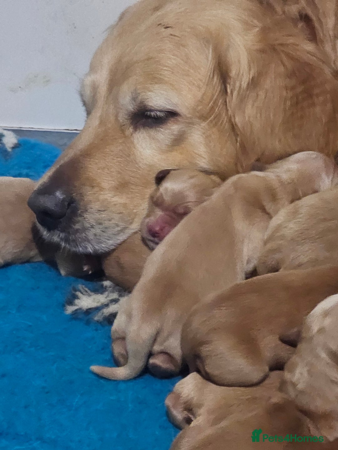 Golden Retriever dogs for sale: Amazing shades long awaited litter - Advert 8