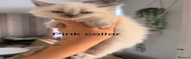 Pink collar 