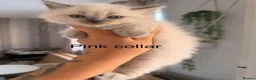 Ragdoll cats for sale: Purebred blue point ragdolls in Southend-on-Sea - Advert 8