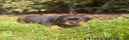 Rottweiler dogs for sale: Outstanding Rottweiler Puppies - Advert 24
