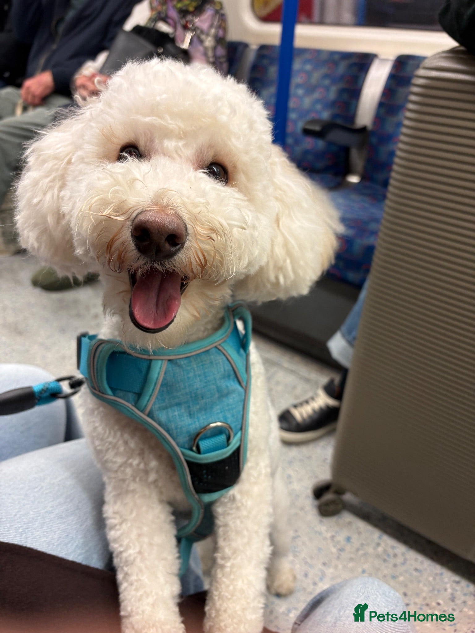 Miniature Poodle dogs 1 1/2 year old Boy Mini Poodle - Advert 1