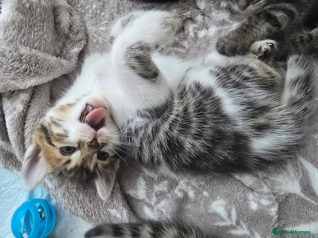 Bengal cats for sale: Bengal cross tabby Ready now in Croydon - Advert 6