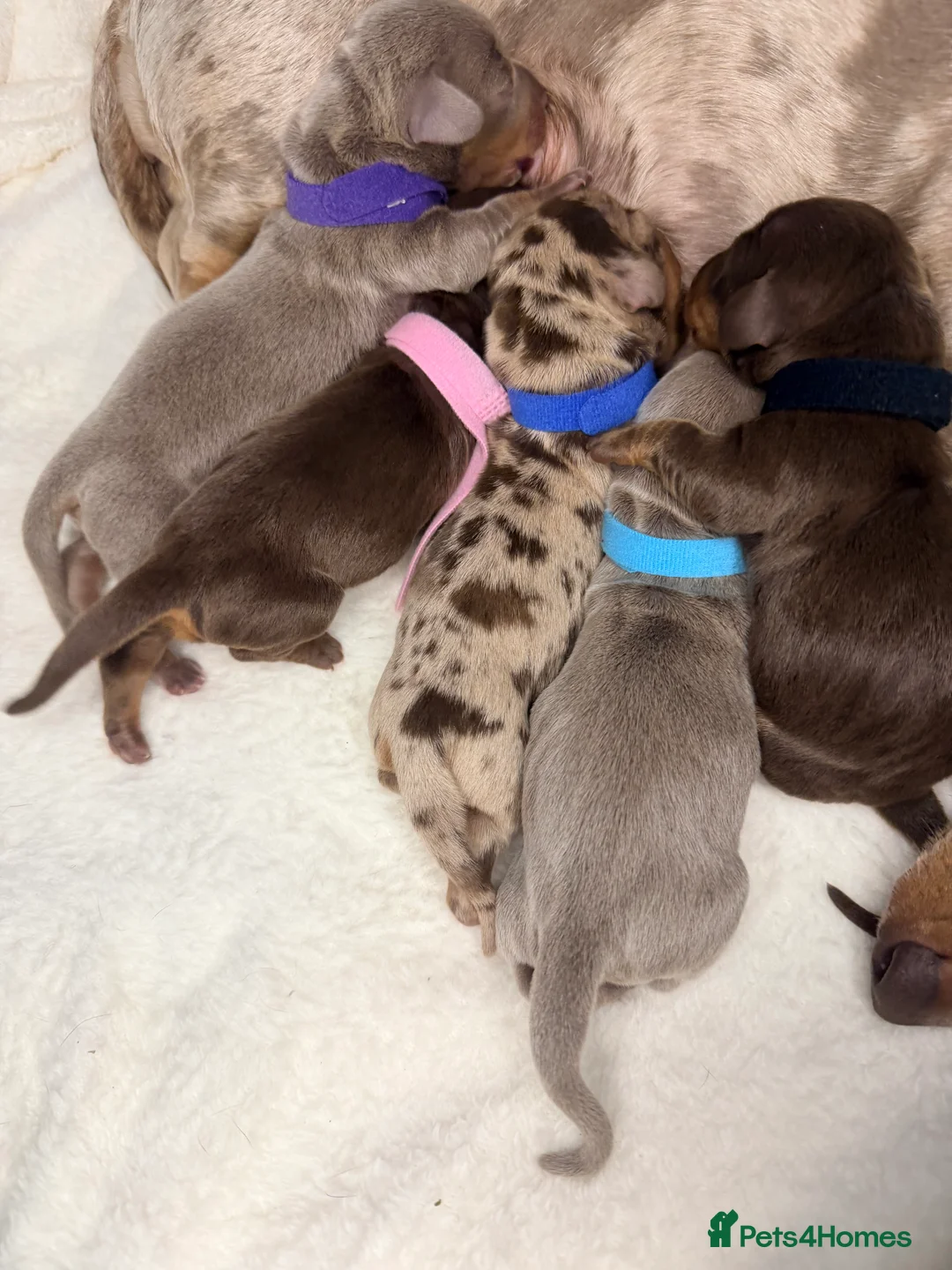 Miniature Dachshund dogs for sale: Miniature Dachshunds KC Reg  - Advert 2