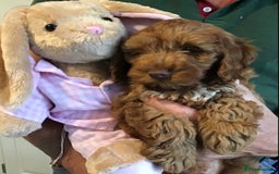 Cockapoo dogs for sale: 5* F1B Miniature Labradoodle Puppies - Image 8