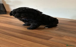 Schnoodle dogs for sale: LAst GIRL REDUCED READY NOW  - Image 36