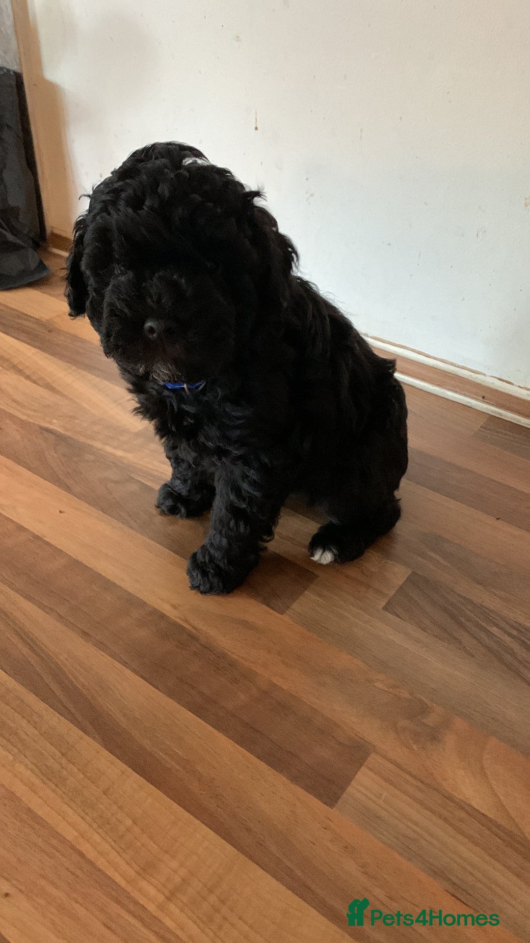 Schnoodle dogs for sale: LAst GIRL REDUCED READY NOW  - Image 36