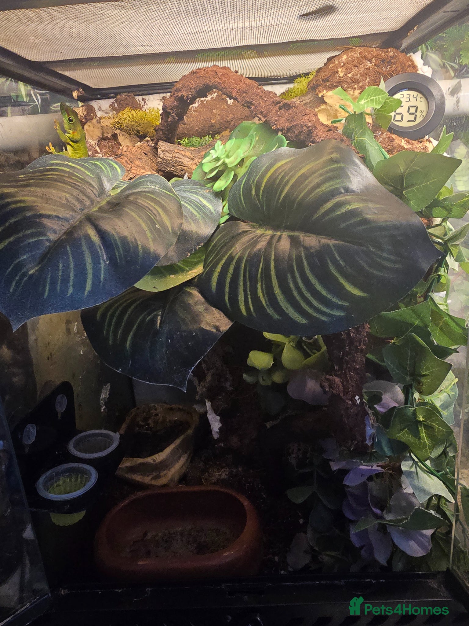 Mixed Breed reptiles for sale: Reptiles, Tarantulas & Enclosures for Sale in Bradford - Advert 10