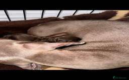 Miniature Dachshund dogs for sale: Miniature dachshund puppy - Image 6