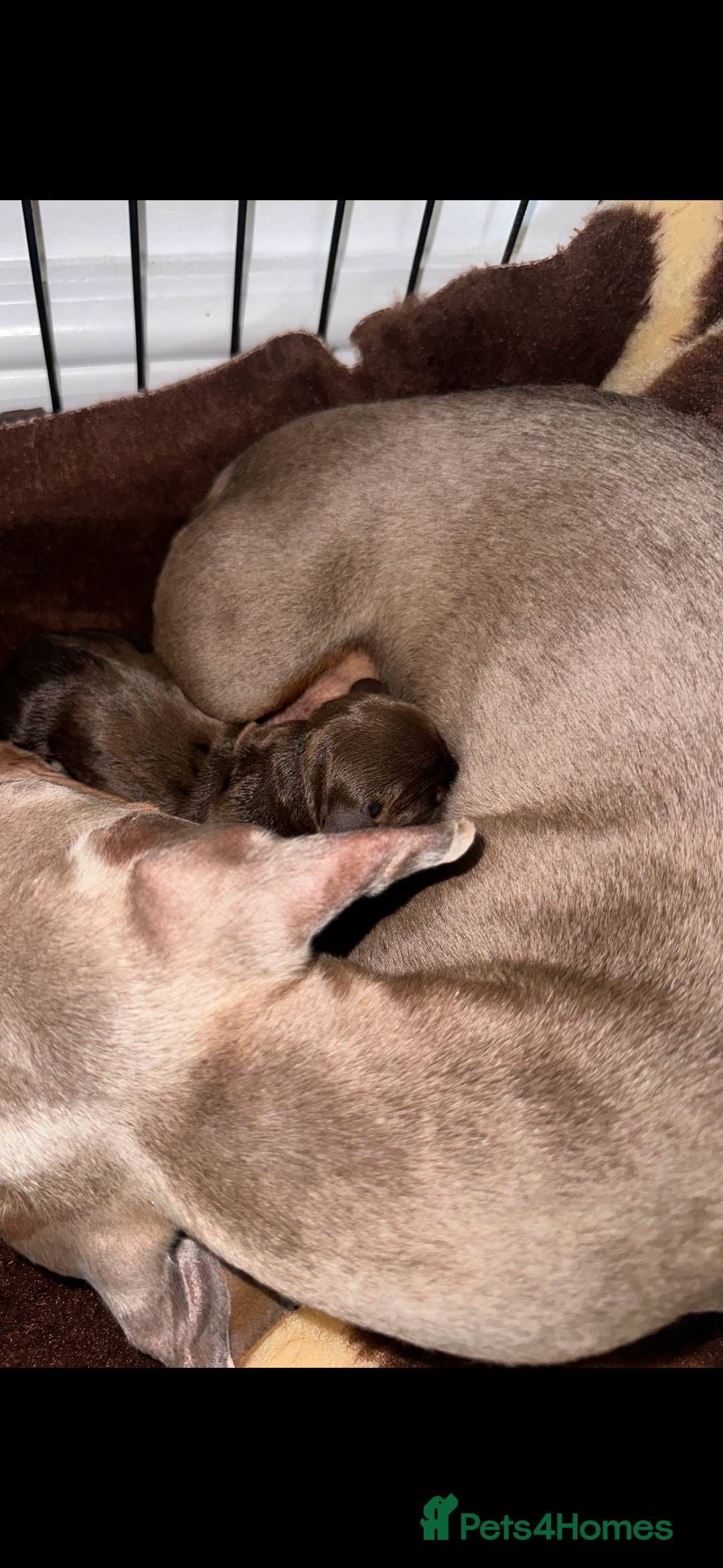 Miniature Dachshund dogs for sale: Miniature dachshund puppy - Image 6