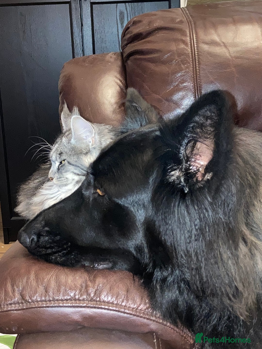 German Shepherd dogs for sale: Male longhaired black sable German shepherd  - Image 4