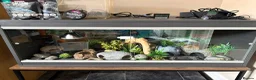 Leopard Gecko reptiles for sale: 3ft Viv for Leopard Gecko - Includes everything! in Welshpool - Advert 1