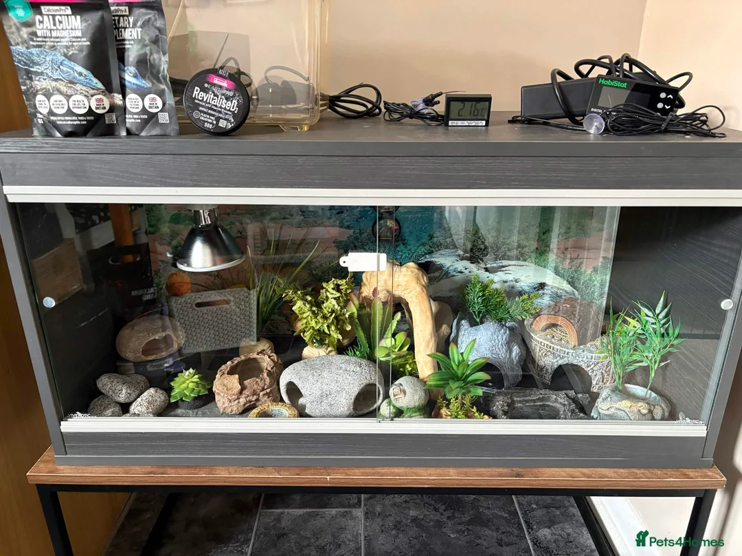 Leopard Gecko reptiles for sale: 3ft Viv for Leopard Gecko - Includes everything! in Welshpool - Advert 1