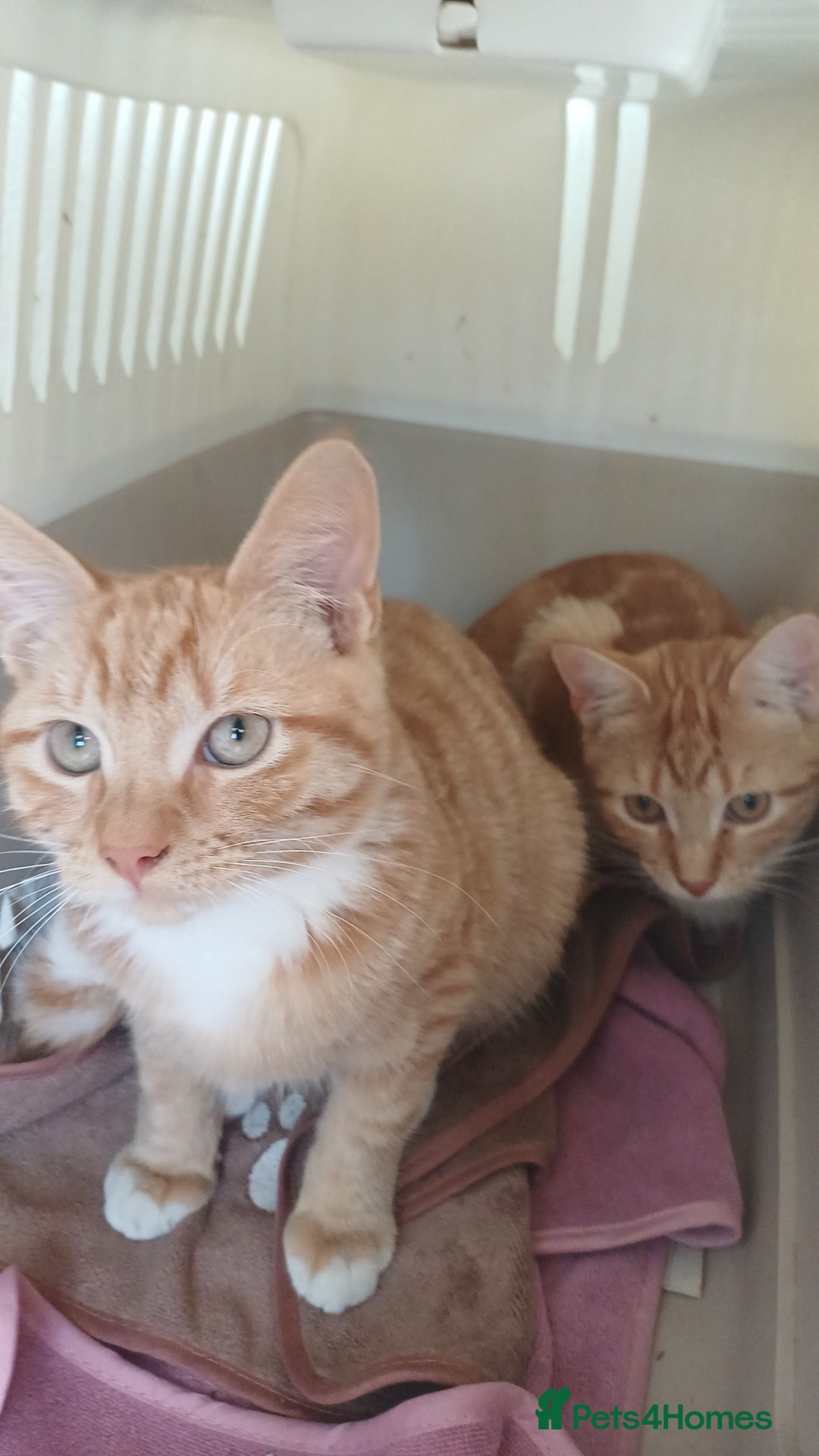 Mixed Breed cats for sale: Kitten  - Image 4