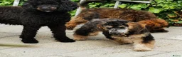 Miniature Poodle dogs for stud: Experienced  beautiful miniature poodle stud - Advert 16