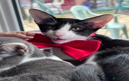 Oriental cats for sale: Ready now! Oriental shorthair kittens mix - Image 16