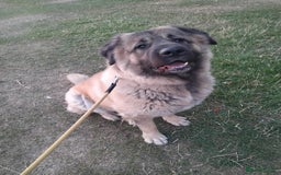 Caucasian Shepherd Dog dogs for sale: Caucasian Shepherd Female 1 Year and 10 months - Image 9