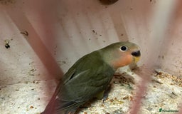 Lovebirds birds for sale: Lovebird for sale, all in good health  - Advert 20