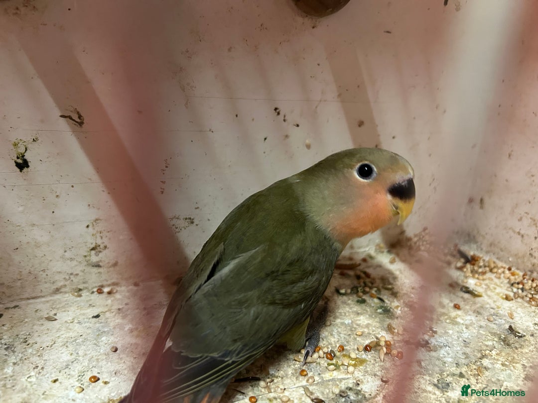 Lovebirds birds for sale: Lovebird for sale, all in good health  - Advert 20