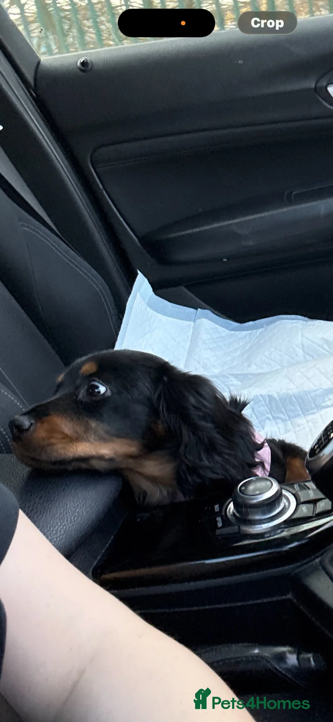 Mixed Breed dogs for sale: Poppy  - Advert 1