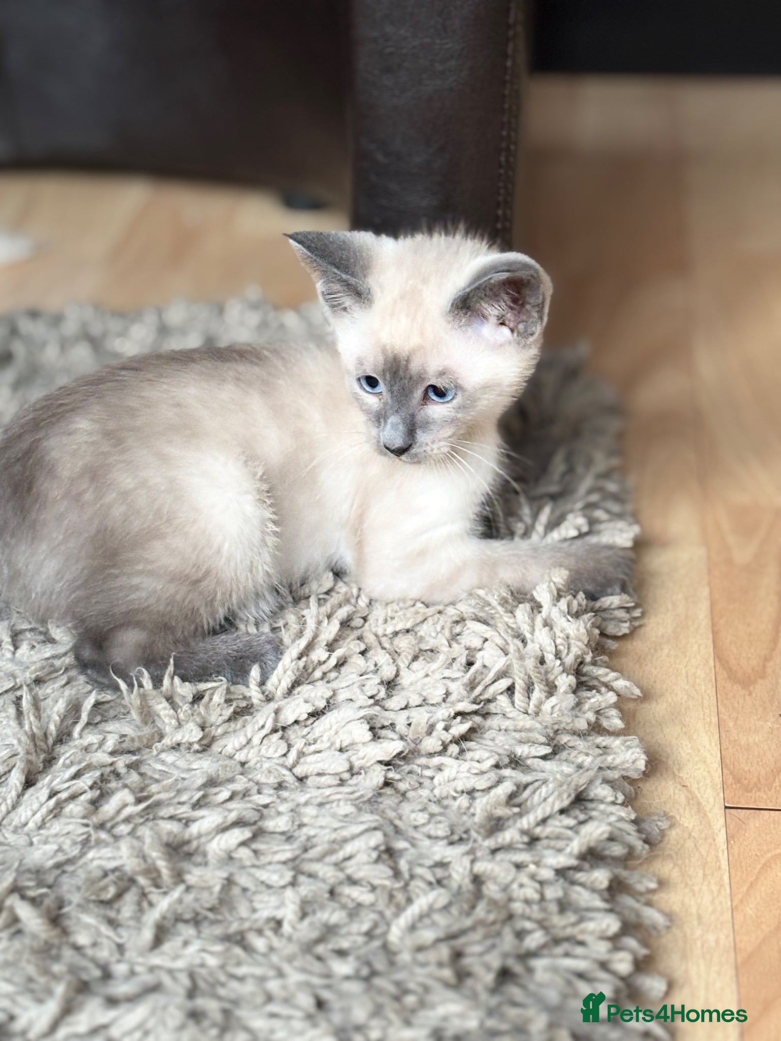 Siamese cats for sale: Stunning Siamese kittens  - Advert 20