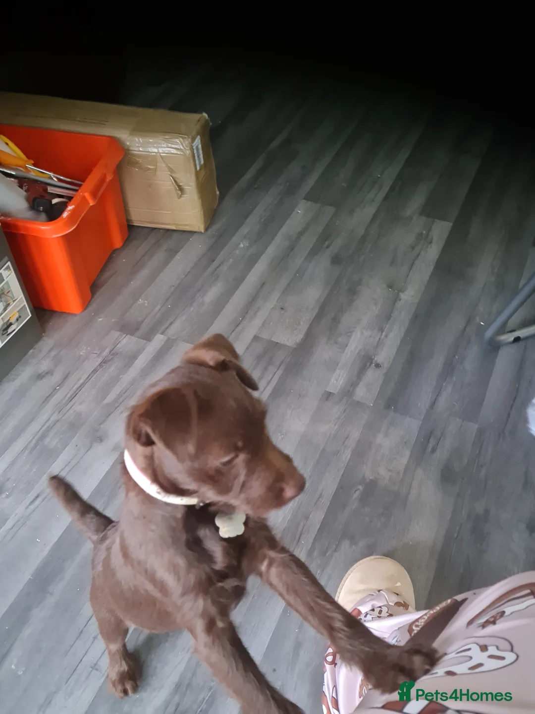 Patterdale Terrier dogs for sale: Beautiful chocolate Paterdale Terrier 4 months old in Stevenage - Advert 19