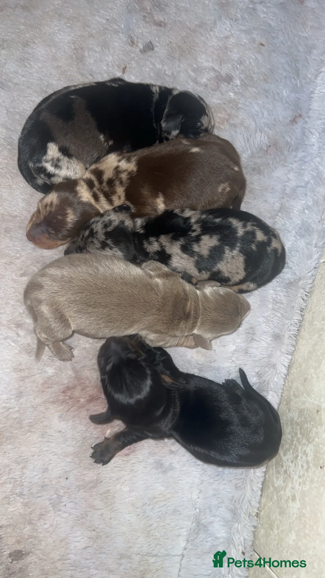 Dachshund dogs for sale: Beautiful dachshunds 3 girls 1 boys 🏡 - Advert 10