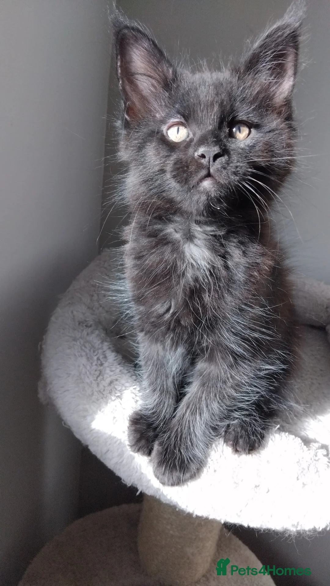 Maine Coon cats for sale: Maine coons kittens GCCF registed - Advert 6