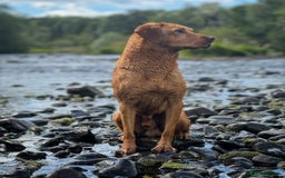 Labrador Retriever dogs for stud: Beautiful fox red labrador available to stud  in Durham - Image 3