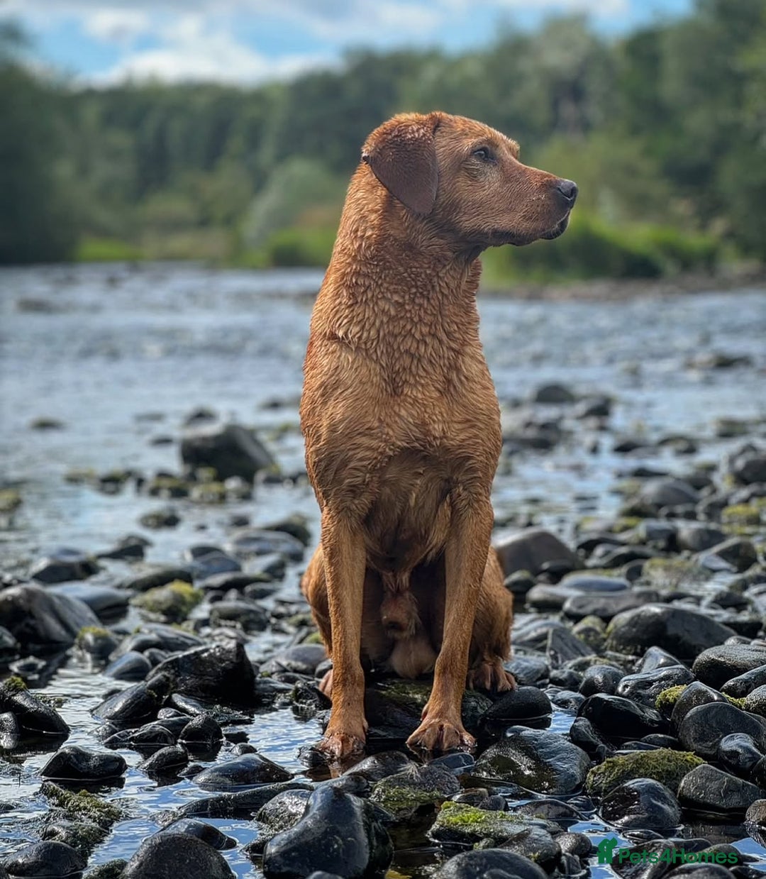 Labrador Retriever dogs for stud: Beautiful fox red labrador available to stud  in Durham - Image 3