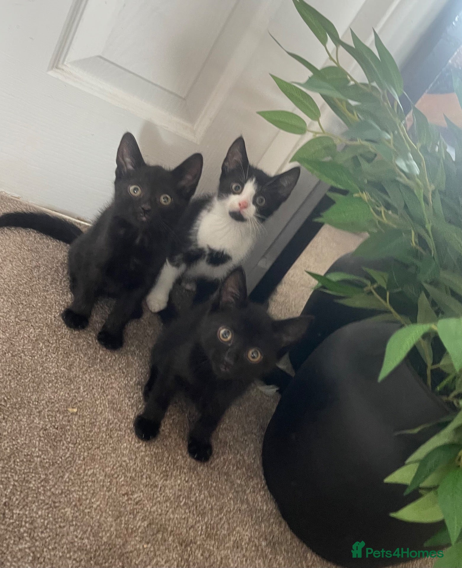 Mixed Breed cats Adorable cute playful kittens 🖤 - Advert 1