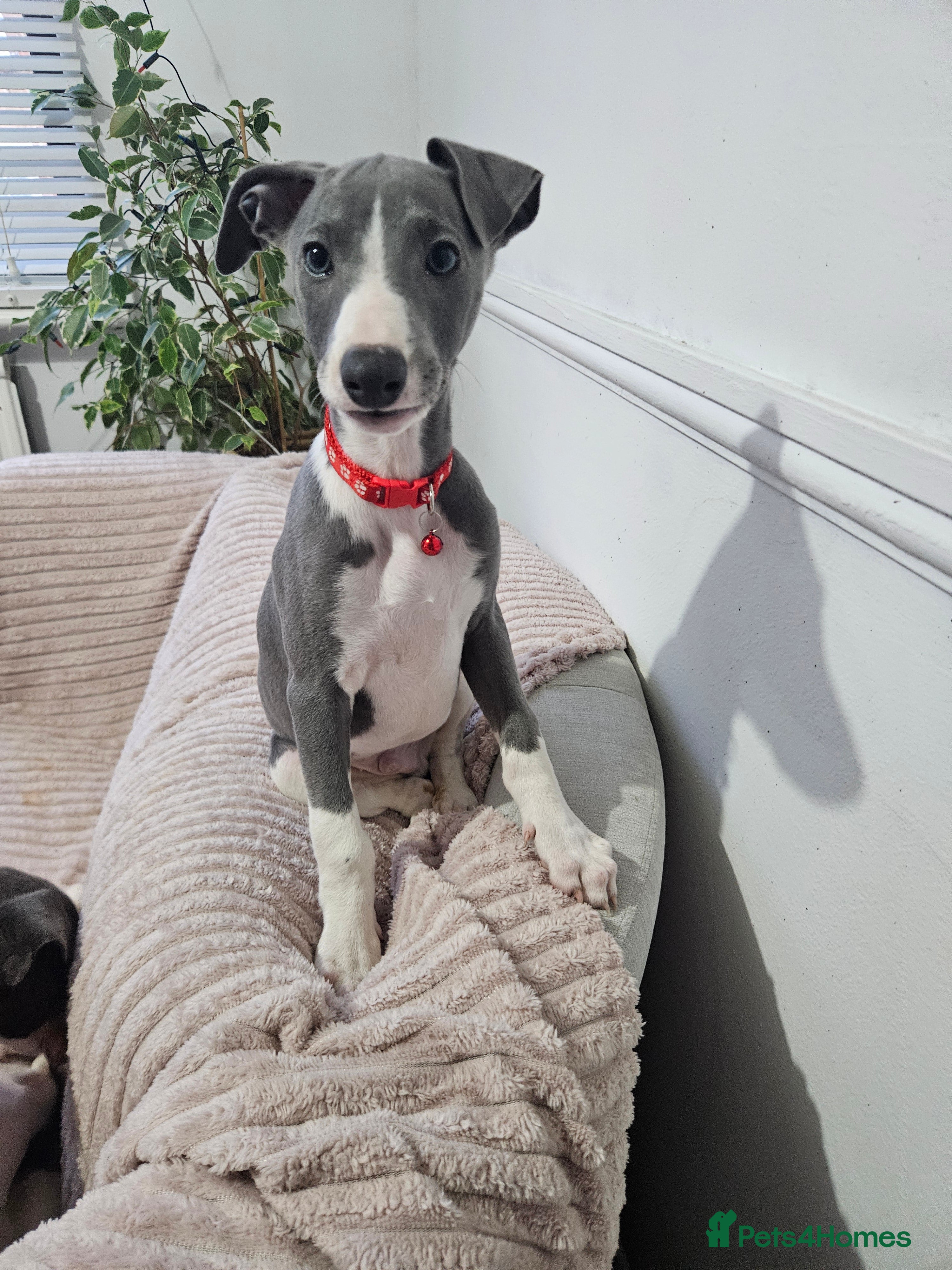 Whippet dogs KENNEL CLUB WHIPPETS  - Advert 10