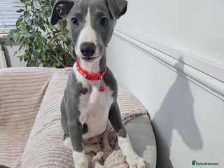 Whippet dogs KENNEL CLUB WHIPPETS - Advert 10