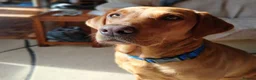 Labrador Retriever dogs for sale: Beautiful litter of fox red Labradors  in Nottingham - Advert 2