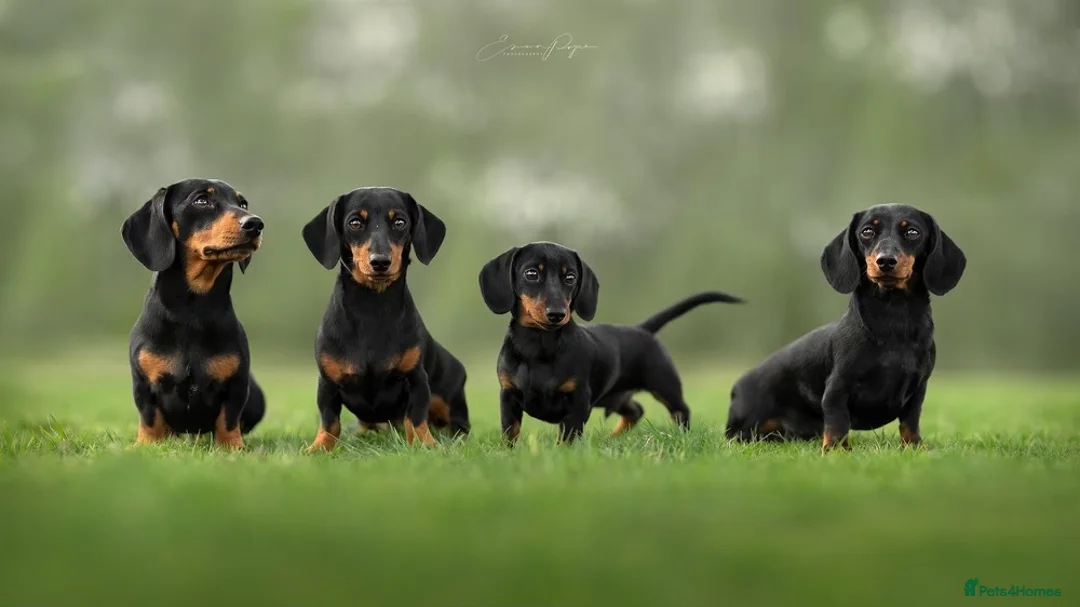 Dachshund dogs for stud: Champion Sired 4kg - IVDD Screened & PRA Clear in Tunbridge Wells - Advert 2