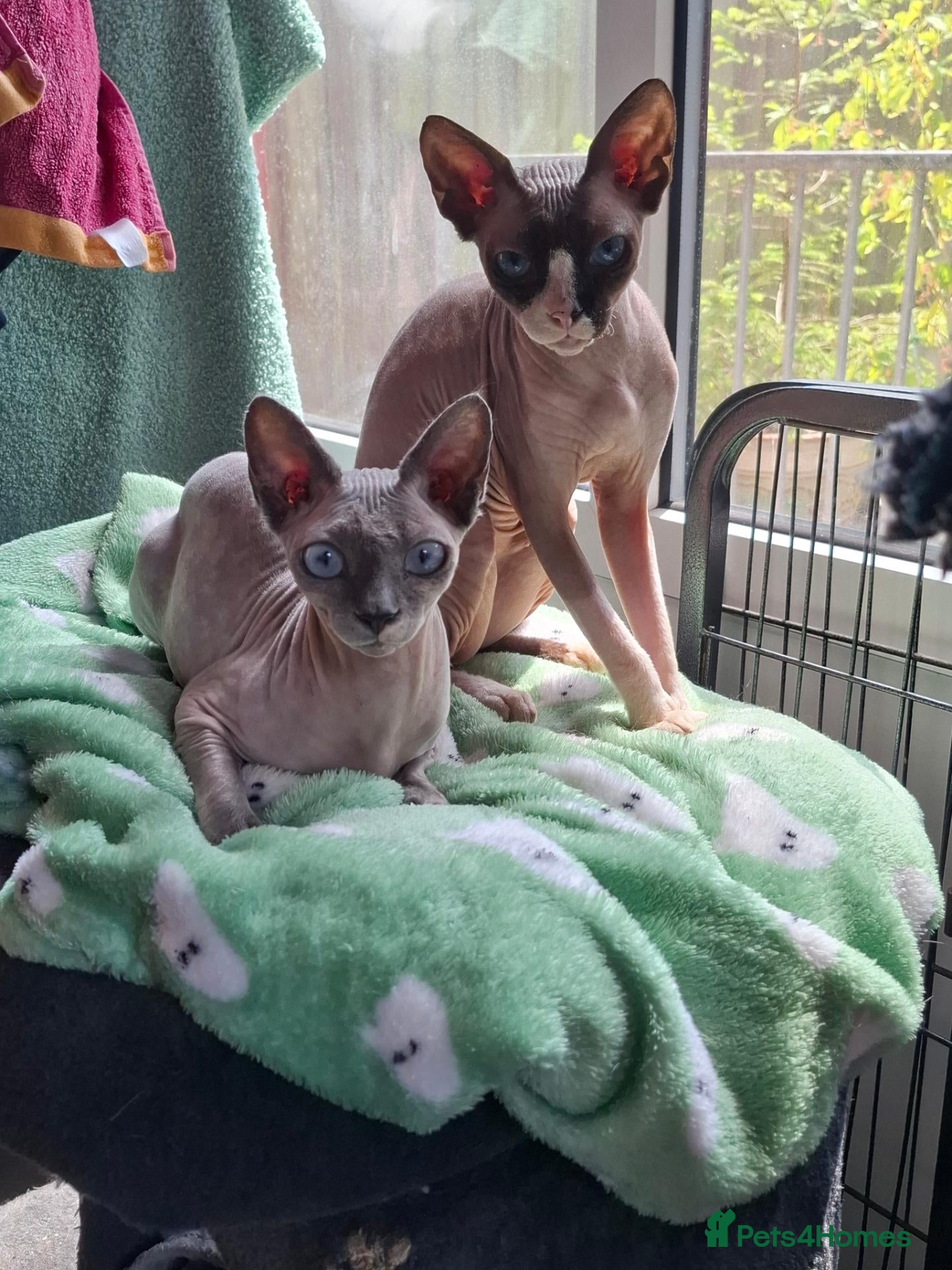 Sphynx cats for sale: Sphynx kittens - Advert 1