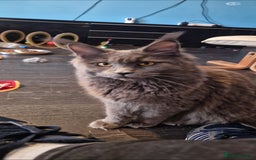 Maine Coon cats for sale: Tica maine coon kitten  - Advert 18