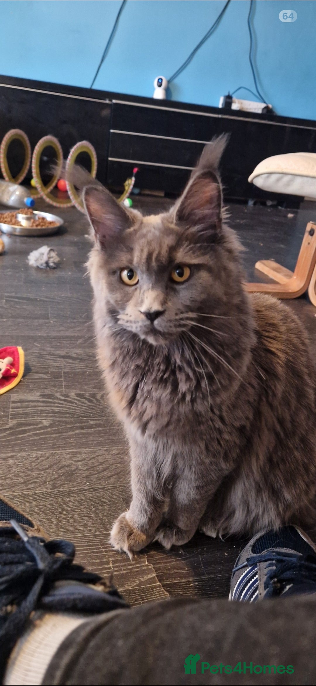 Maine Coon cats for sale: Tica maine coon kitten  - Advert 18