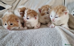 Mixed Breed cats for sale: Super fluffy ginger and white kittens  - Image 4