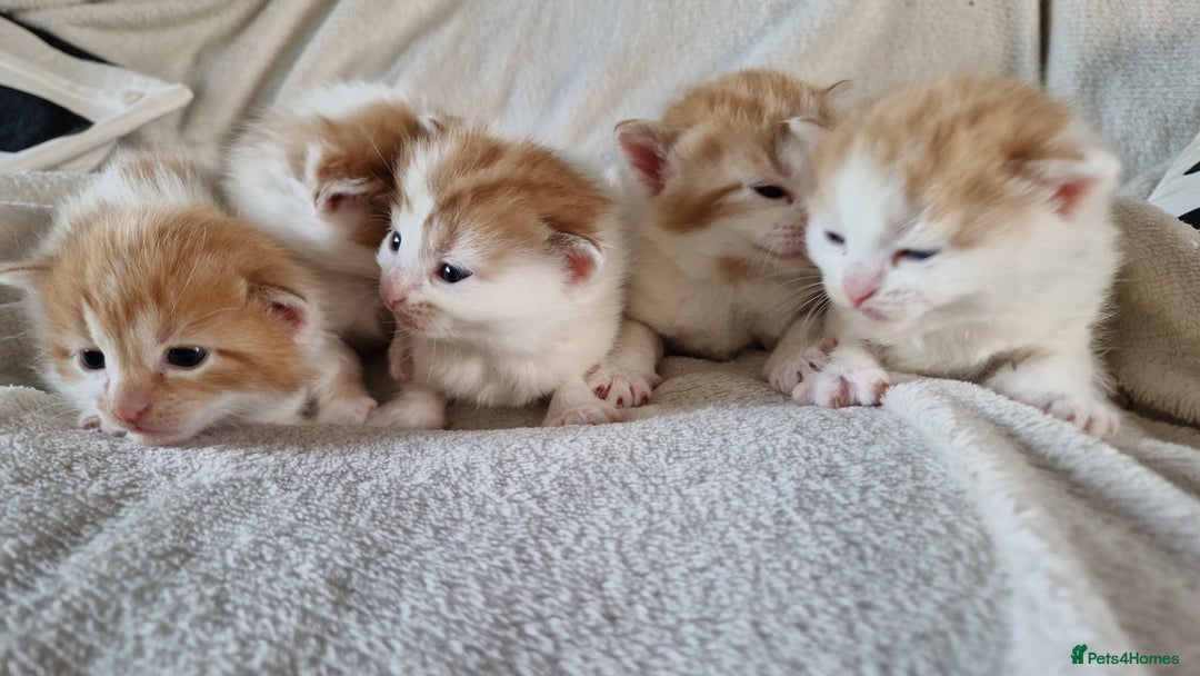 Mixed Breed cats for sale: Super fluffy ginger and white kittens  - Image 4