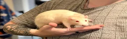 Rat rodents for sale: Rat boys  - Advert 4