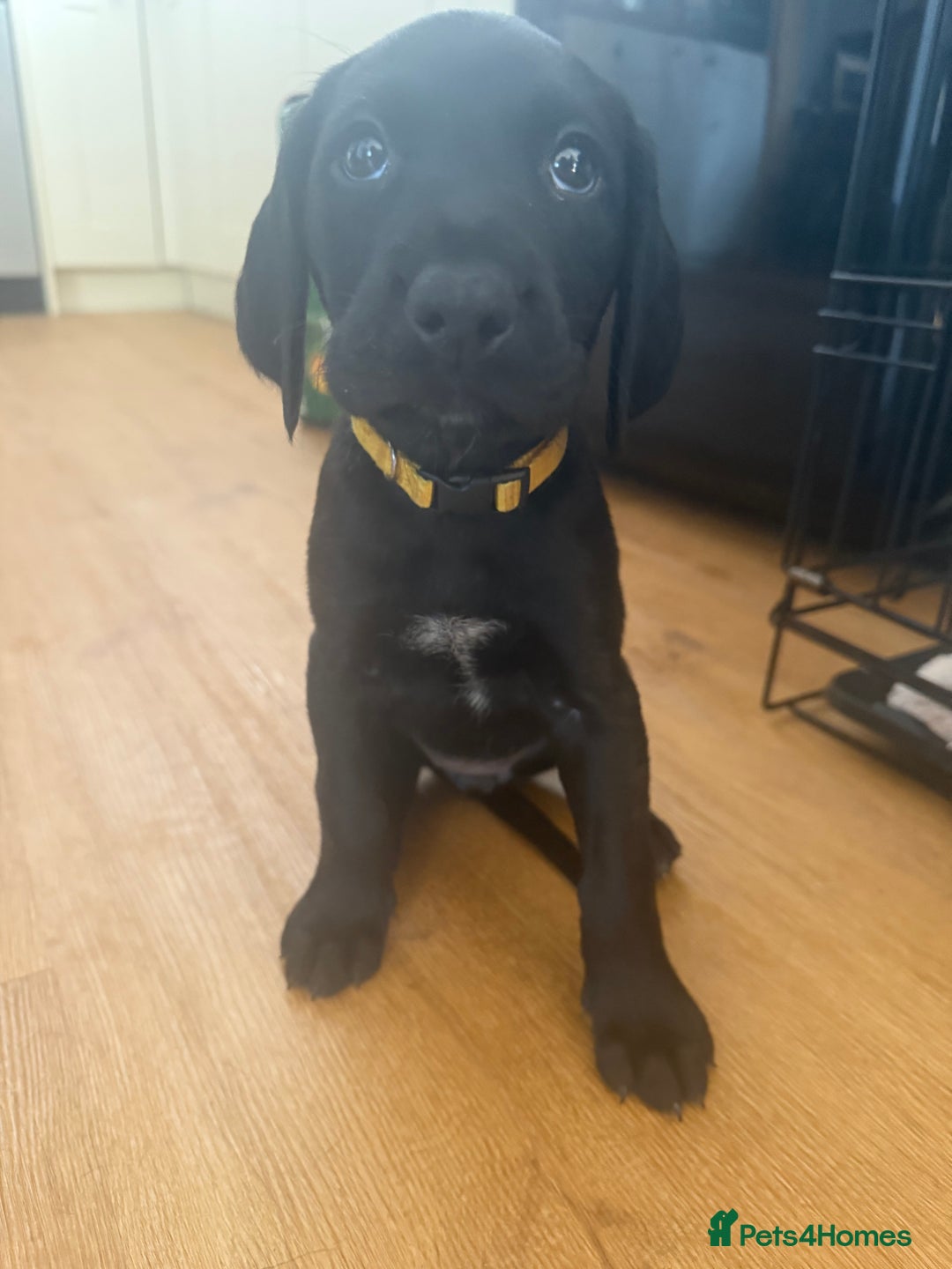 Mixed Breed dogs for sale: Pointerdors ONLY 1 girl left ready now  - Image 4