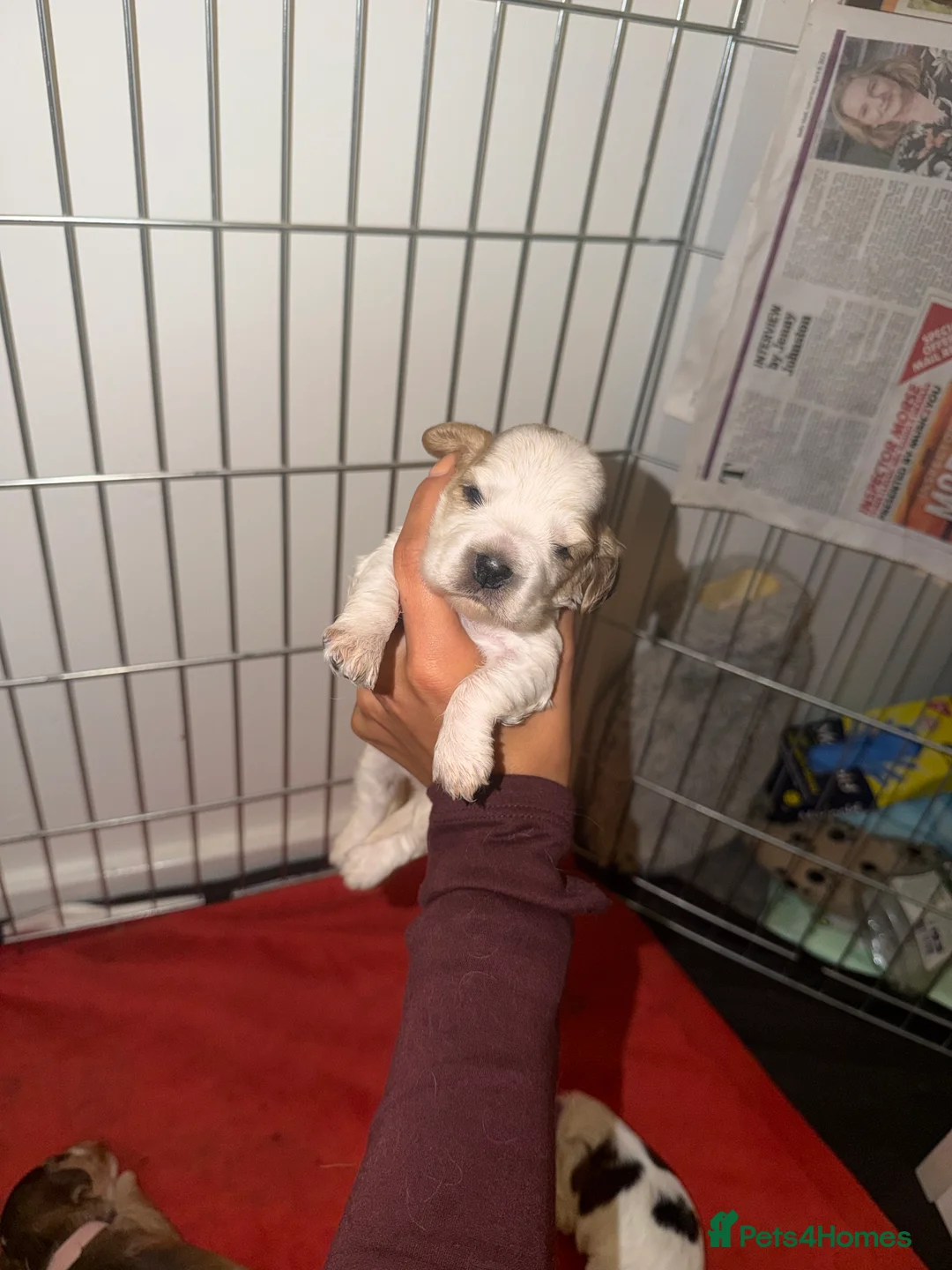 Cocker Spaniel dogs for sale: Showtype Cocker spaniel pups KC registered  - Advert 8
