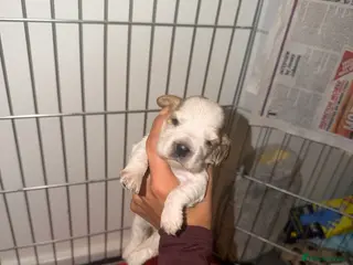 Cocker Spaniel dogs Showtype Cocker spaniel pups KC registered - Advert 11