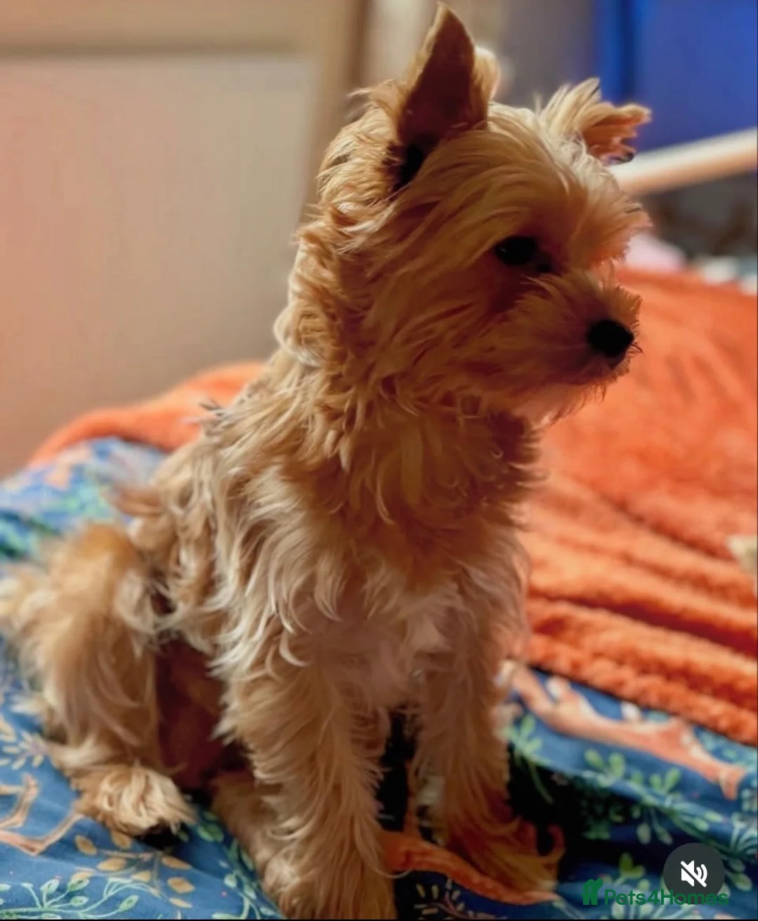 Yorkshire Terrier dogs for stud: Gorgeous Health test Ocean Pearl Yorkshire Terrier - Advert 1