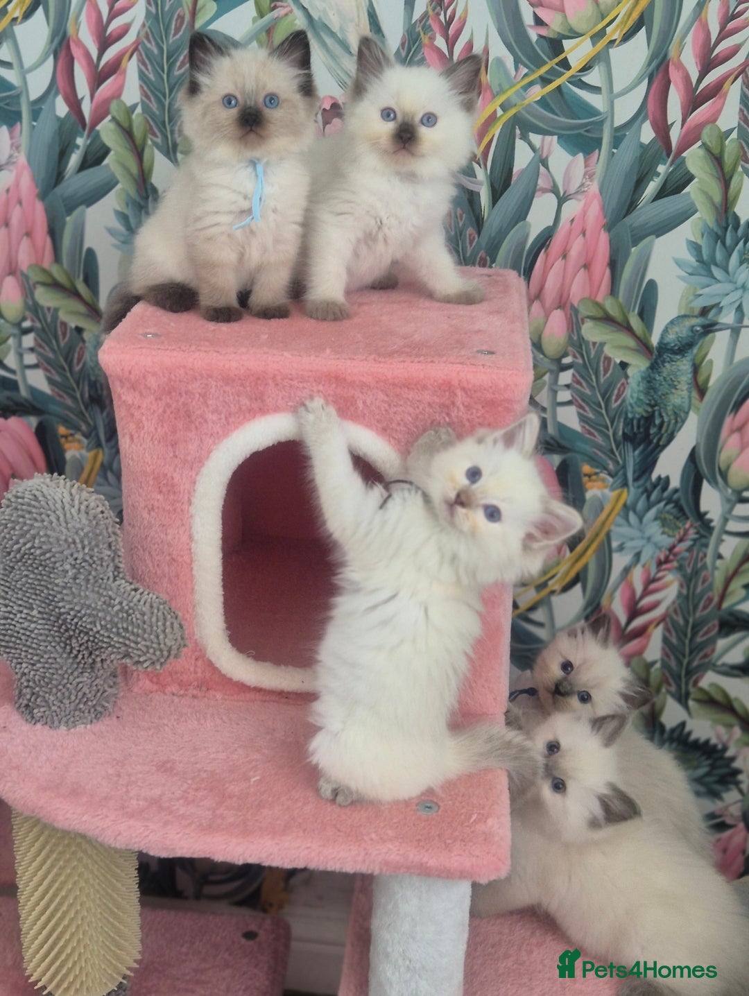 Ragdoll cats for sale: GCCF REGISTERED RAGDOLL KITTENS available septembe - Image 9