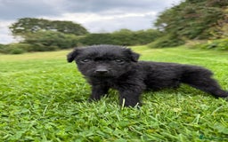 Patterdale Terrier dogs for sale: Patterdale Terrier Puppies - Image 1